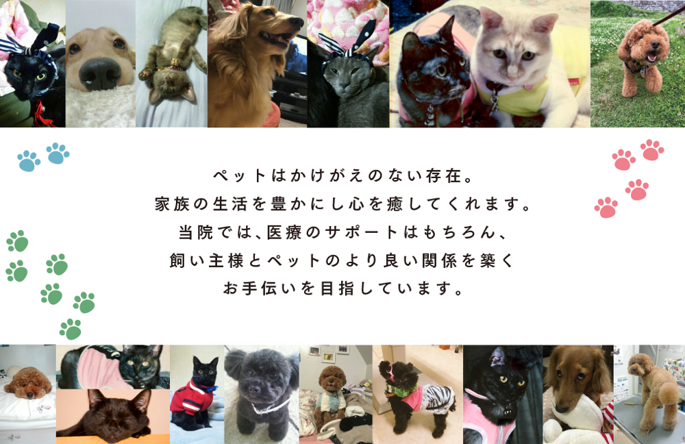 熊本市中央区南熊本 タイラ動物病院