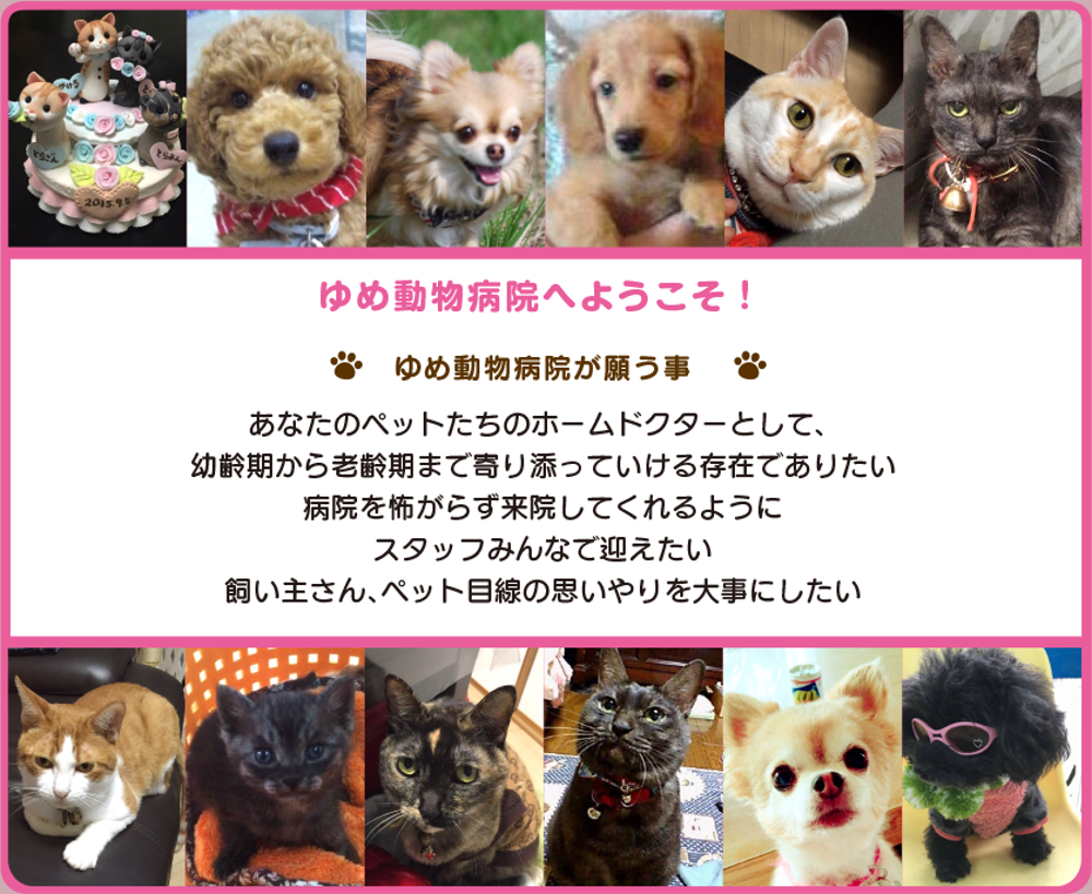 熊本市中央区大江 ゆめ動物病院